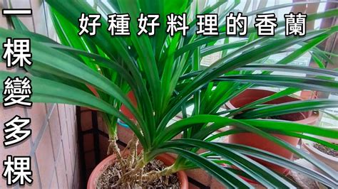 班蘭葉種植方法|香蘭（斑蘭葉）種植的養護與繁殖方法｜各國的料理應 